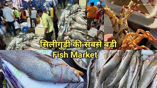 सिलीगुड़ी का सबसे सस्ता Fish Market 2024 Biggest Wholesale Fish Market Siliguri