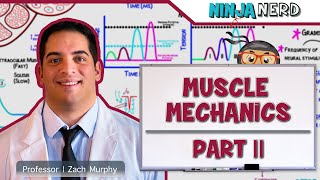 Musculoskeletal System | Muscle Mechanics | Multiple Motor Unit Summation