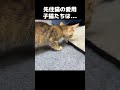 先住猫が愛用していたものを持ってくると子猫たちがこうなりました！　 shorts