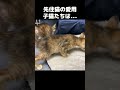 先住猫が愛用していたものを持ってくると子猫たちがこうなりました！　 shorts