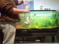 Wayne's Insight How To Diy Co2 For the Aquarium