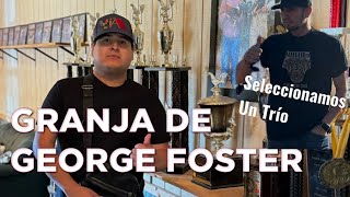 Granja de George Foster 🔥🐓 Kelso patas Amarillas