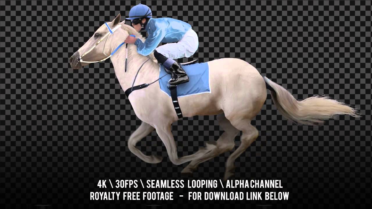 Jockey Riding A White Horse Runs Gallop Isolated And Cyclic Can Be