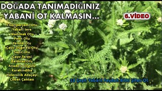 Doğada Tanımadığınız Faydalı Yabani Ot Kalmasın 13 Çeşit Çayır Bitkisi 6. Video