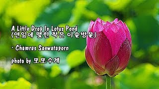 Little Drop In Lotus Pond (연잎에 맺힌 작은 이슬방울)/ Chamras Saewataporn \u0026 photo by 모모수계