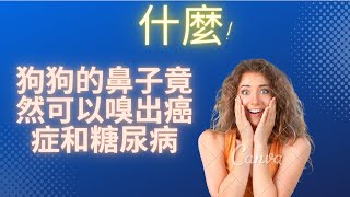 狗狗的鼻子竟然可以嗅出人體的癌症和糖尿病