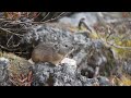 周りの鳴き声が気になるナキウサギ