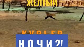 9.02.23 г. Жёлтый... КУРЬЕР - НОЧи?!