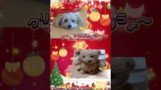 クリスマス遊ぼうよ#shorts #dog #クリスマス#うちのこが可愛い #cute #犬 #犬のいる暮らし