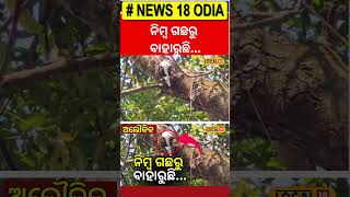 ଅଲୌକିକ, ନିମ୍ବ ଗଛରୁ ବାହାରୁଛି... । Jajpur। Odisha। Mystery Tree। Odia News।#local18