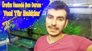 Üretimhane Son Durum Yeni Tür Balıklar Aldık