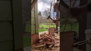 fastest safe kindling making from my sawmill cedar scraps.