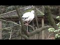 oriental white stork 東方白鸛 stork bird