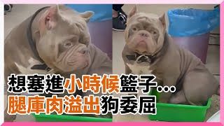 惡霸犬塞菜籃想出門炸出腿庫肉　牠淚眼皺眉：菜籃縮水了？｜寵物｜狗｜精選影片