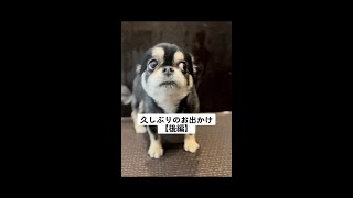 今日のここまる。前回動画の続き…可愛くて叫ばないようにご注意を！#ここまる #チワワ #犬#犬のいる生活