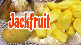 TE,BRONG MINAKO CHAATJOK // jackfruit  summer fruit //  Bilsini skangipa tebrong bite ian //