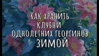 Как сохранить клубни однолетних георгин зимой