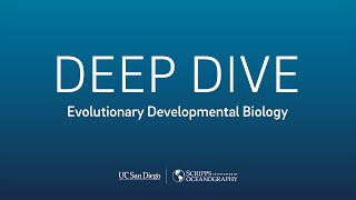 Deep Dive: Evolutionary Developmental Biology with Deirdre Lyons