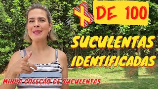 Mais de 100 SUCULENTAS DE SOL COM IDENTIFICAÇÃO DE NOMES /Grazi Bittencourt