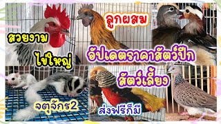 อัปเดตราคาไก่ดำ ไก่ฟ้า นกยูง นกเขา สัตว์ปีกและสัตว์เลี้ยง จตุจักร มีนบุรี ไก่ฟ้าส่งฟรี ร้านอันดามัน