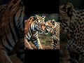 Tiger vs Animals #edit #suscribe #youtubevideos #cover #vk