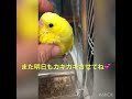 セキセイインコ　ひたすらカキカキされるインコちゃん💕