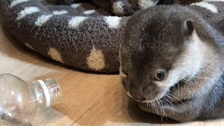 カワウソさくら ペットボトルの蓋を苦戦したりあっさり開けたりする Otters opening the lid of plastic bottles