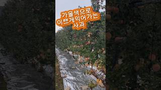 10/30) #사과가 익어가는 #과수원 #조용필태양이떠오를때면