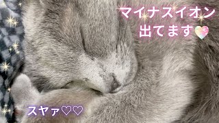 【猫ロシアンブルー】そらちゃん からマイナスイオンを感じて癒されてください✨