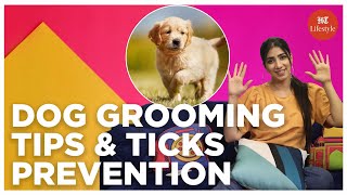 Expert Dog Grooming Techniques for a Healthy Pet \u0026 Flea Prevention | Shopping Haul | HT Lifestyle