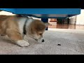 12 week old fuji the corgi puppy versus a bug