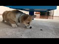 12 week old fuji the corgi puppy versus a bug