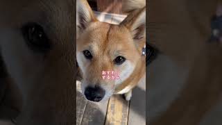 熱い視線と甘えた声でちょうだいアピールする犬【豆柴くるみ】vol.321 #shorts