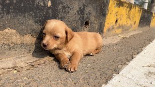 The puppy collapsed on the side of the road, exhausted from wandering around looking for its mother