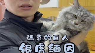 温柔的巨人银虎缅因猫。