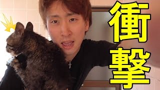 【猫動画】生まれて初めてシャンプーをした時の猫の反応がこれ。