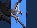 female osprey have her own catches ospreys fish bird wildlife meal sashimi birdofprey