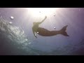 Swimming With Mermaids - Maui Dreams Dive Co. - Aloha Stoked VLOG