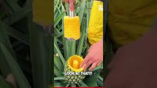 Delicious pineapple (ផ្លែម្នាស់ឆ្ញាញ់) #fruit #share #subscribe