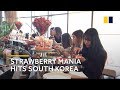 Strawberry buffet: Now you can try one in South Korea