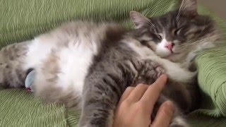 こわい顔で寝る猫 ノルウェージャンフォレストキャット Cat, sleep in scary face. Norwegian Forest Cat.