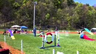 MHKA Agility Trials April 2012 2