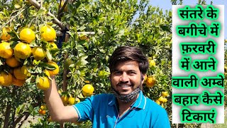 संतरे के बगीचे में फरवरी में आने वाली अम्बे बहार टिकाने के लिए क्या करें?#orange #orchard #flowering