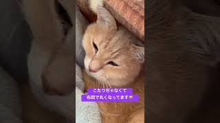 猫はこたつで丸くなる！？　#ねこのいる暮らし #ねこのいる生活 #ねこ #猫