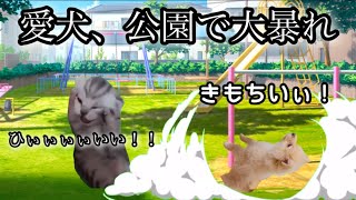 公園で大暴れするポメラニアンの話【猫ミーム】