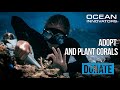 Coral Gardeners: Adopt and Plant Corals - Ocean Innovators