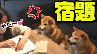 宿題をしない娘にカツを入れる柴犬！？