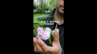 Top Favourite Cherry Blossoms: Cheal's Weeping