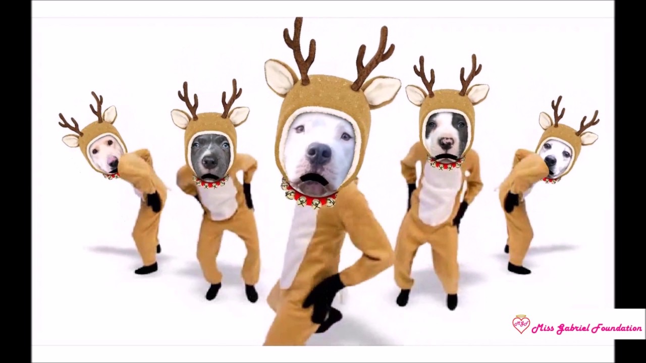 Mgf Macareindeer Youtube