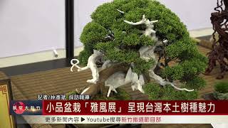 小品盆栽「雅風展」 呈現台灣本土樹種魅力